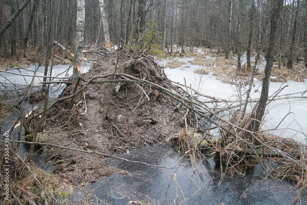 Eurasian beaver (Castor fiber) in natural habitat of wetland Eurasian beaver (Castor fiber) in natural habitat of wetland