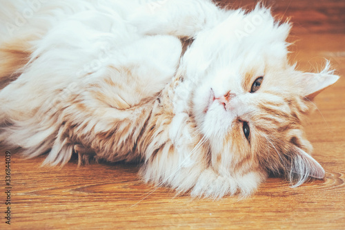 Adorable domestic cat resting on the floor. Cute white and ginger syberian cat lying on it's back.