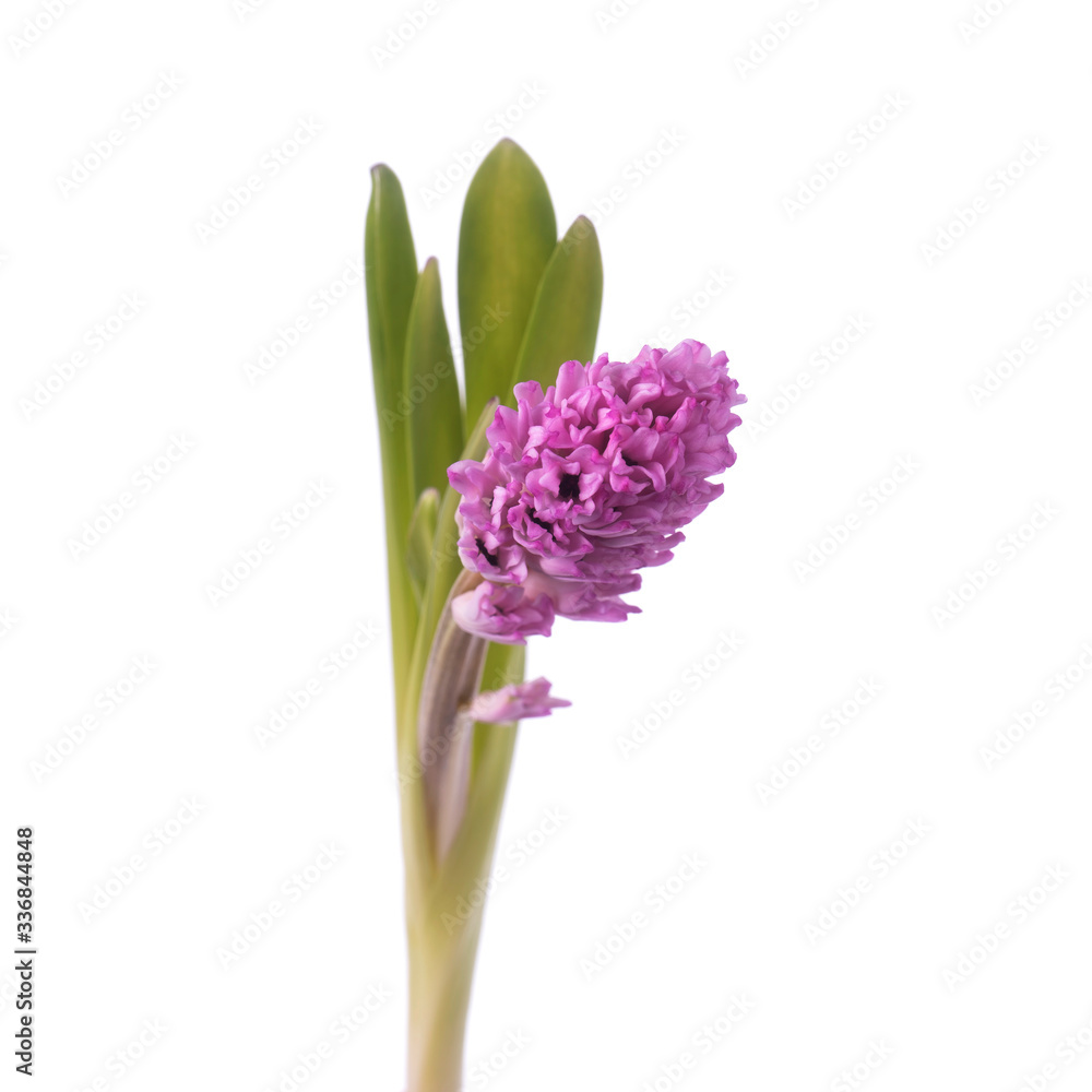 pink hyacinth isolated on white background pink hyacinth isolated on white background