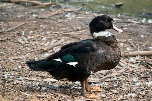 this is a side view of a muscoy duck photo