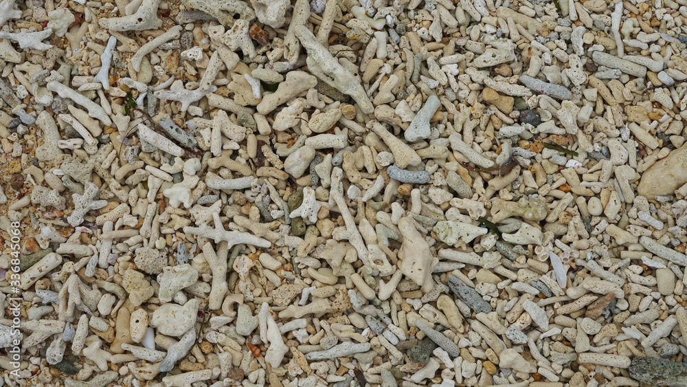 Texture of a tropical beach. Bright sea shells and corals by the ocean. shore of a tropical island. debris of coral reef Texture of a tropical beach. Bright sea shells and corals by the ocean. shore of a tropical island. debris of coral reef
