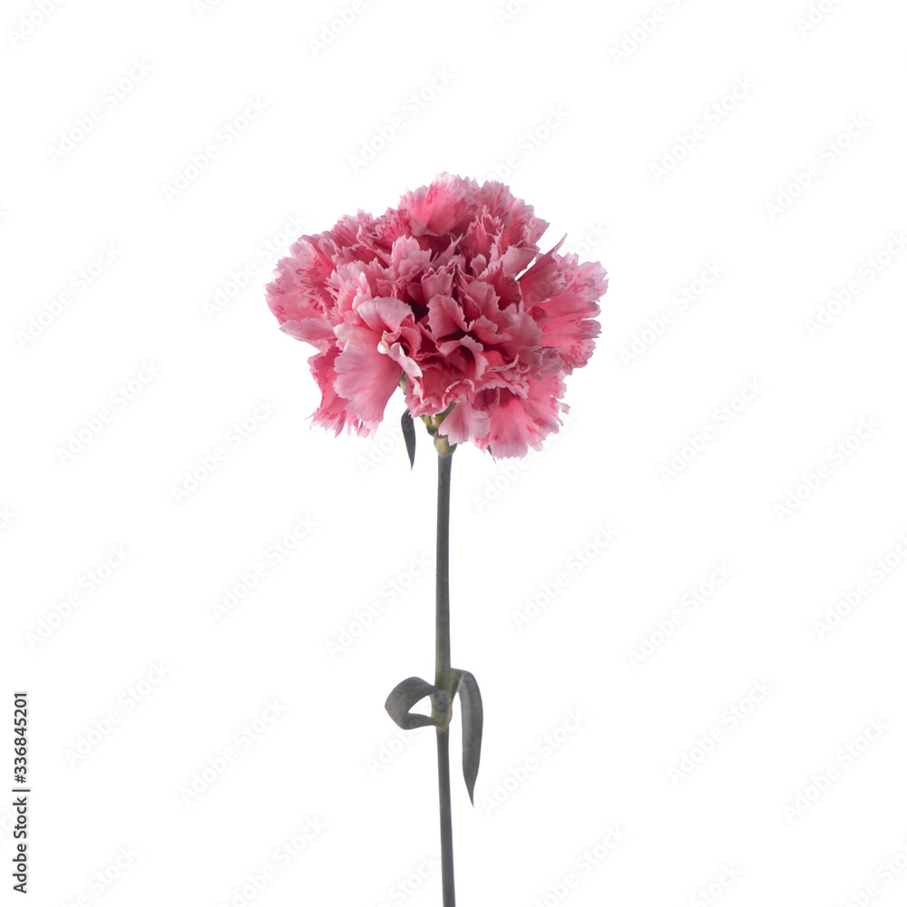 beautiful sensitive flower Dianthus isolated beautiful sensitive flower Dianthus isolated