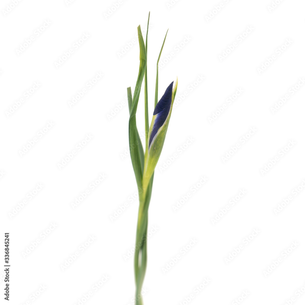 Branch of Iris flower isolated on the white Branch of Iris flower isolated on the white
