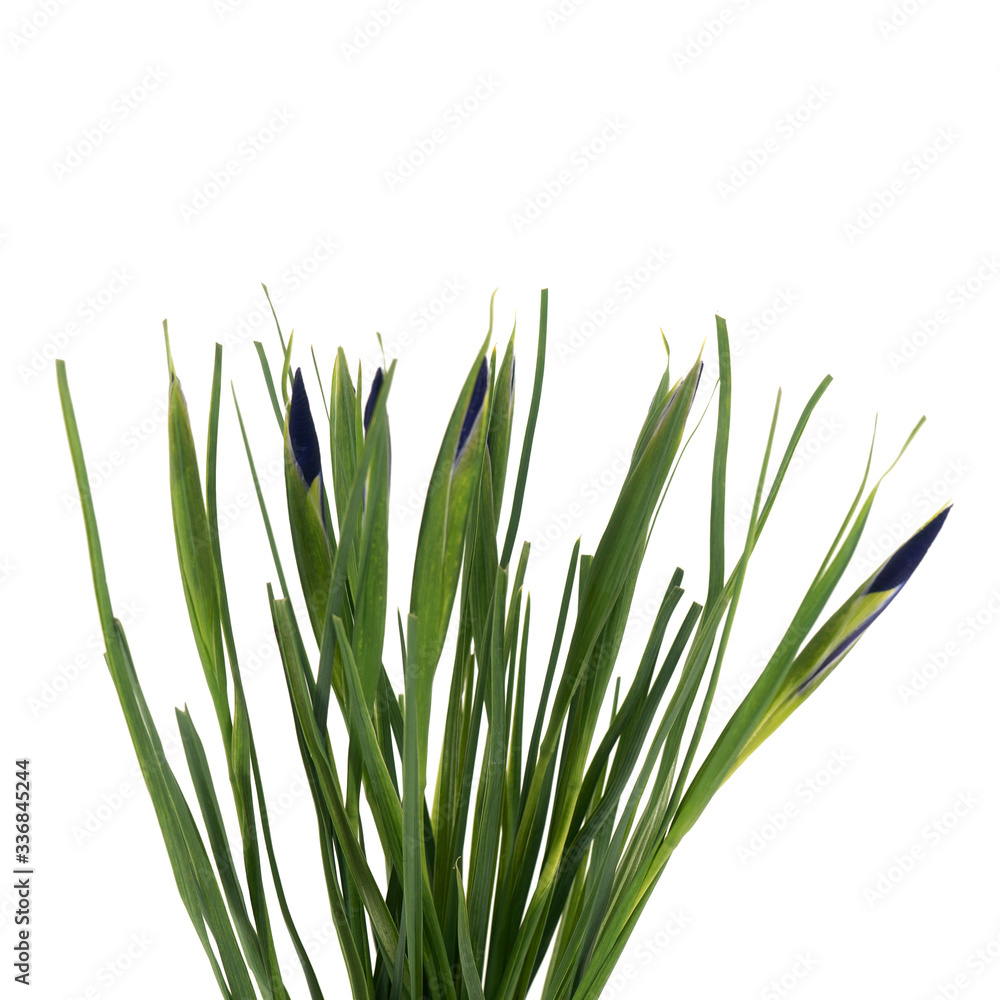 Branch of Iris flower isolated on the white Branch of Iris flower isolated on the white