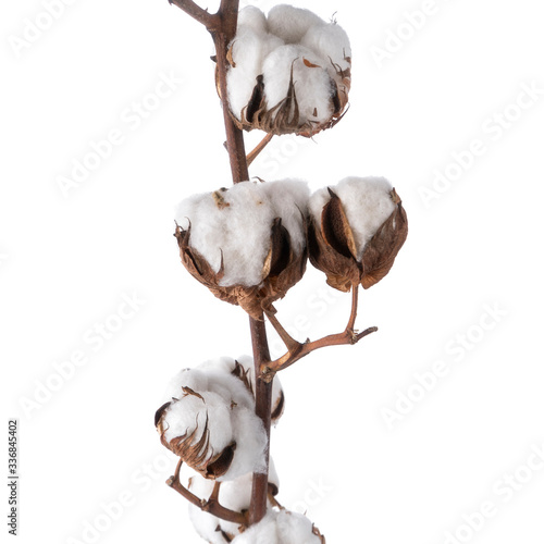 beautiful Soft Cotton stem isolated