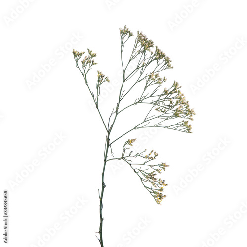 Dried white limonium branches isolated