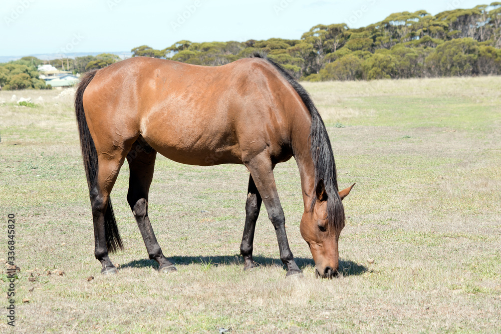 Fototapeta premium the brown and black horse is in a field eating grass