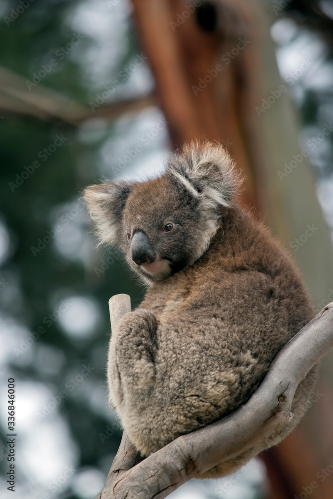 Naklejka premium the koala is sitting in the fork of a tree