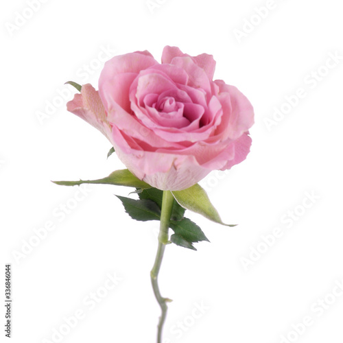 pink rose isolated on white