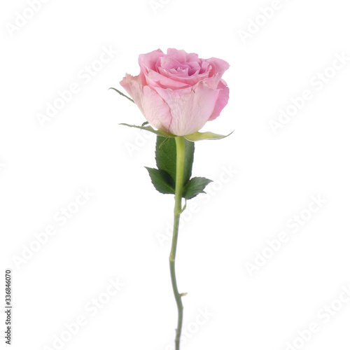 pink rose on white background