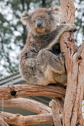 Fototapeta Naklejka Na Ścianę i Meble -  the koala was rescued from the bush fire