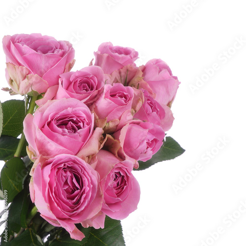 bouquet of pink roses isolated