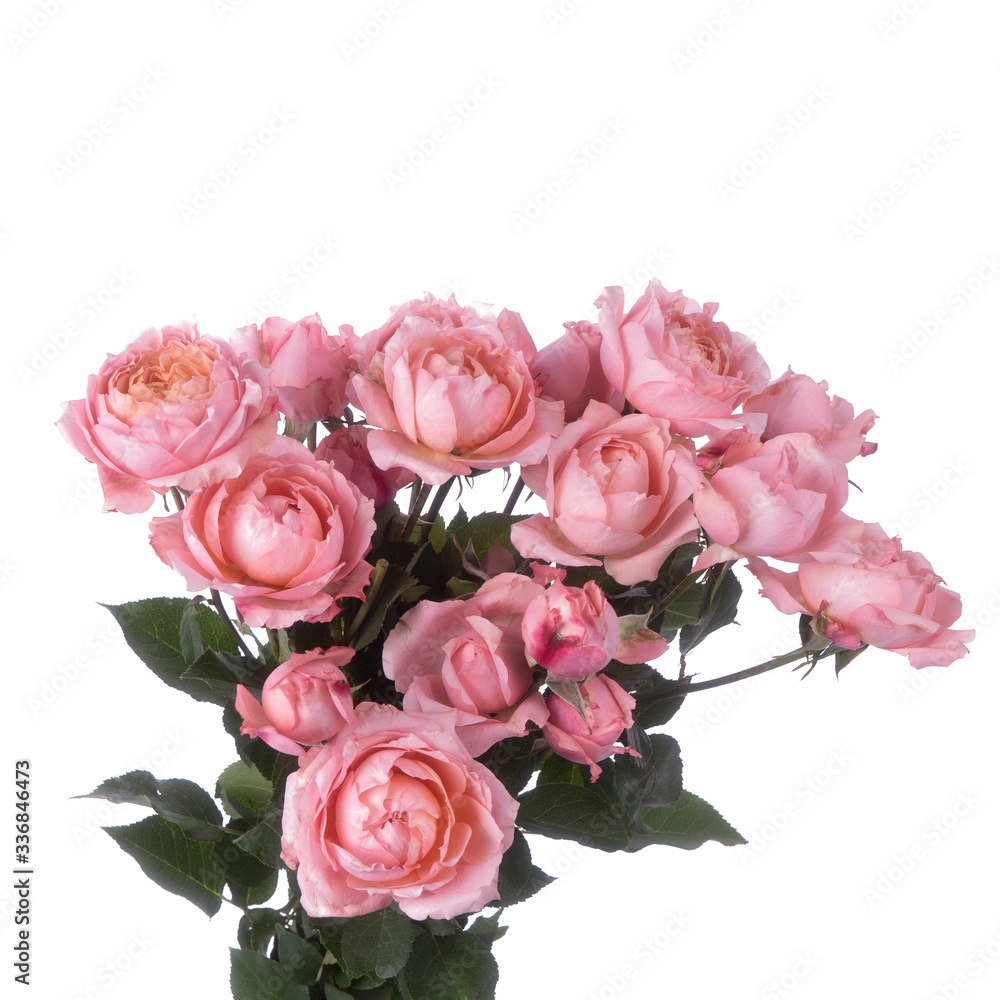 Rose bush Juliet isolated Rose bush Juliet isolated