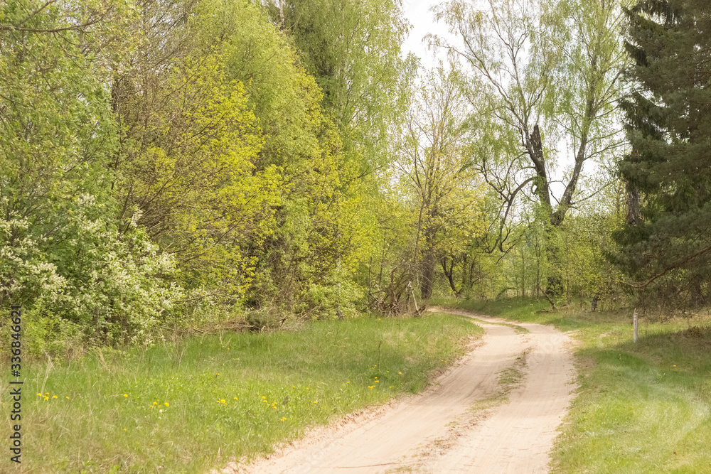 Sandy road in the deciduous forest Beautiful road through the forest The road near the trees Sandy road in the deciduous forest Beautiful road through the forest The road near the trees