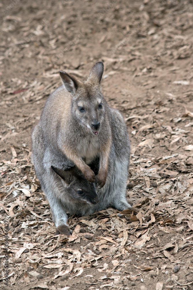 the red necked wallaby has a joey in her pouch the red necked wallaby has a joey in her pouch