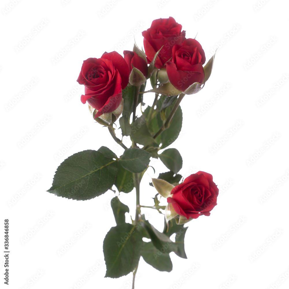 Beautiful fresh spray rose bush isolated