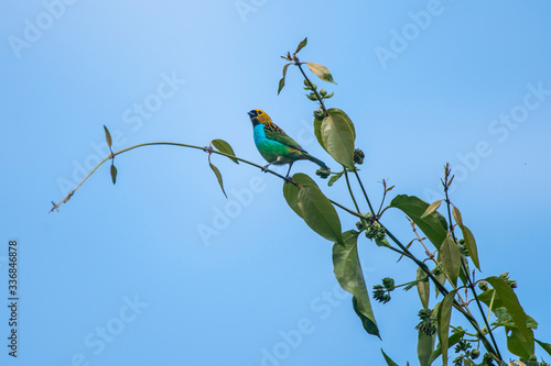 Gilt edged Tanager photographed in Burarama, a district of the Cachoeiro de Itapemirim County, in Espirito Santo. Atlantic Forest Biome. Picture made in 2018. photo