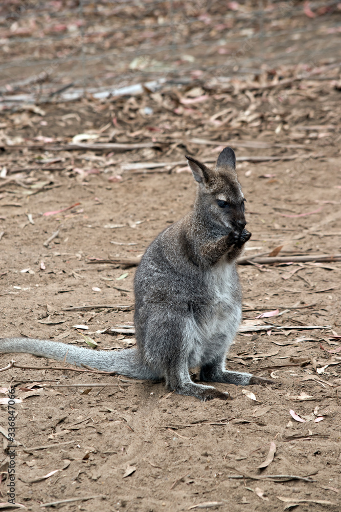 this is a young red necked wallaby