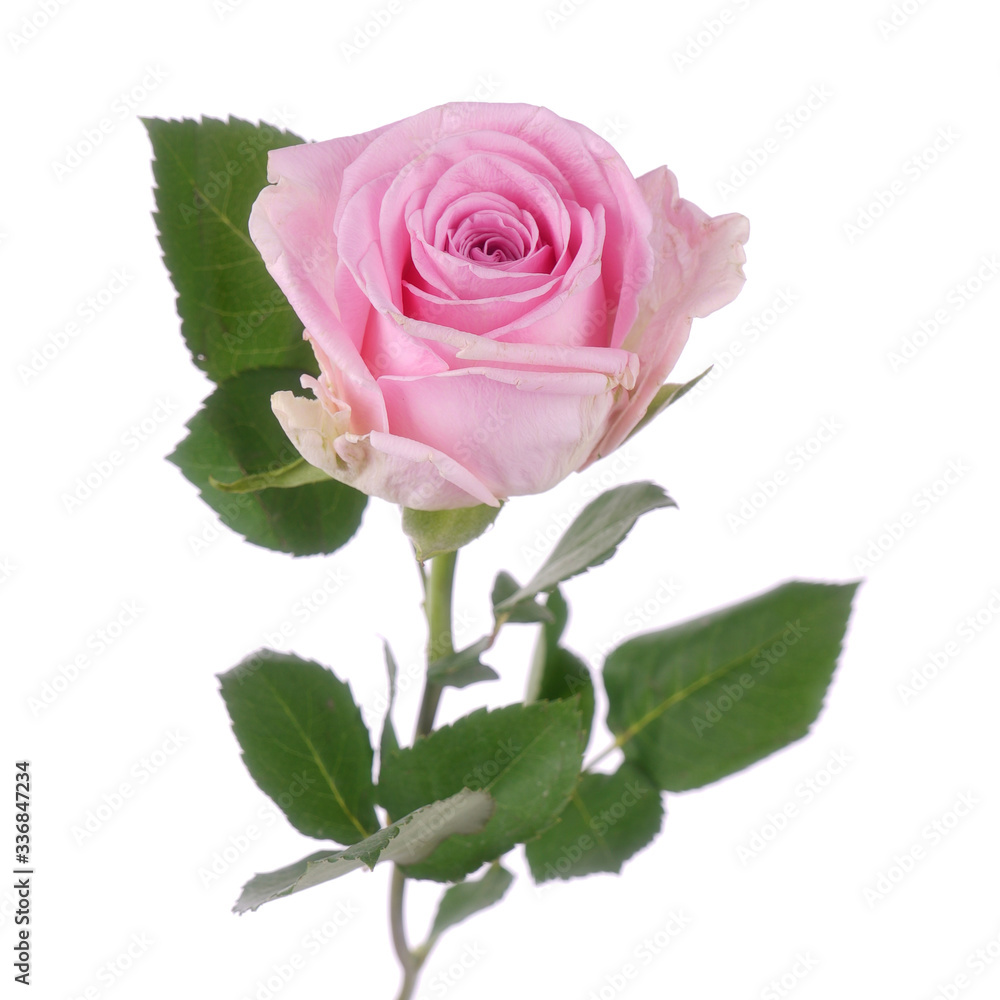 Pink rose Hera isolated on the white background Pink rose Hera isolated on the white background