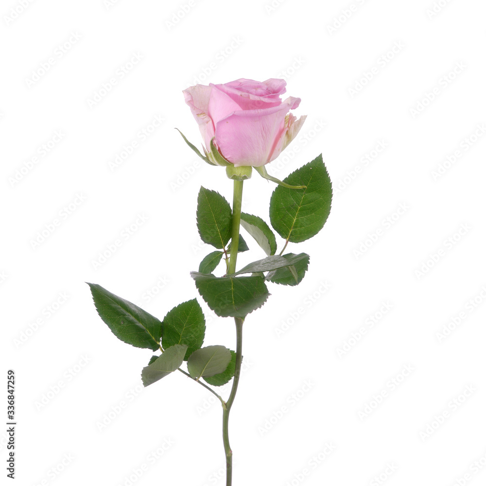 Pink rose Hera isolated on the white background Pink rose Hera isolated on the white background