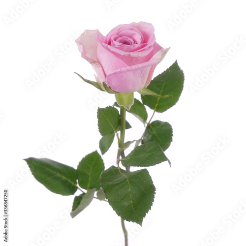 Pink rose Hera isolated on the white background