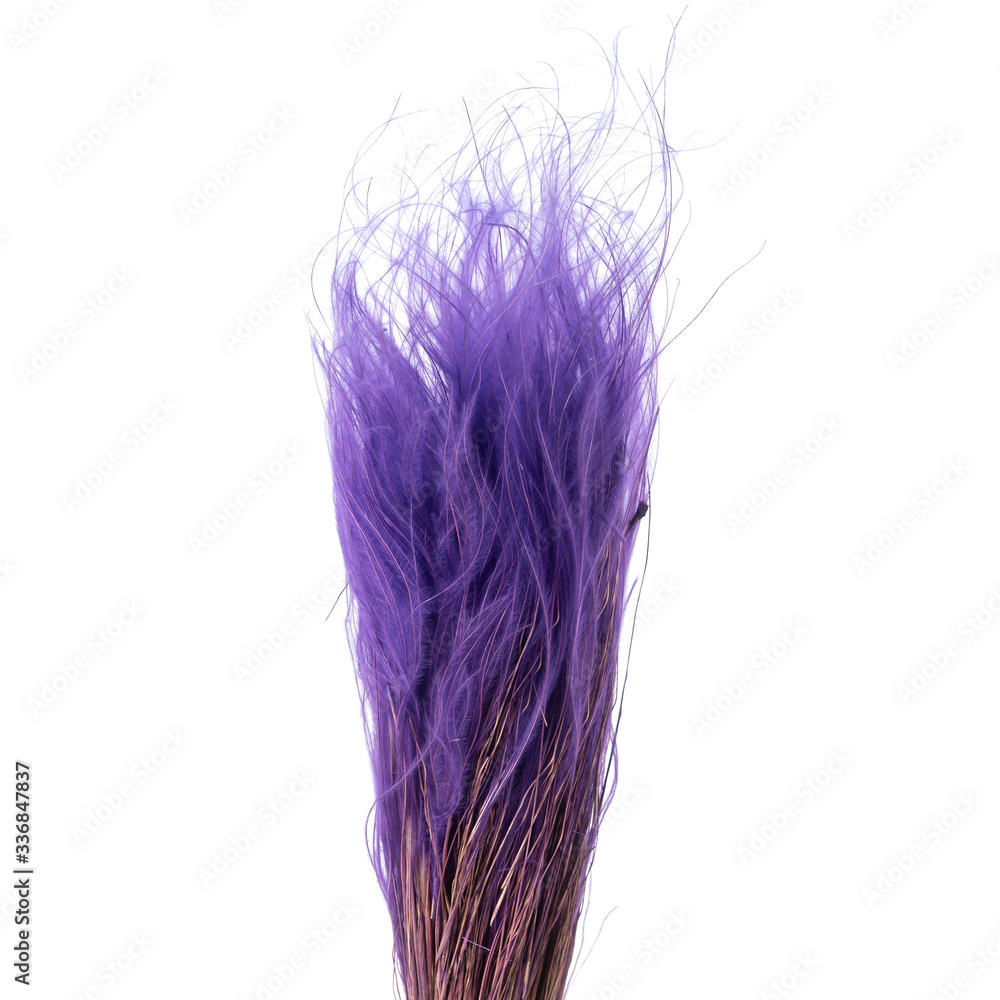 Violet Colored Stipa feather grass needle grass isolated Violet Colored Stipa feather grass needle grass isolated