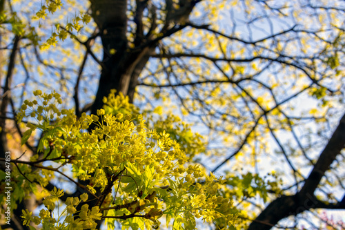 Beautiful yellow leaf on a tree trunk, close up with copy space. Shallow depth of field