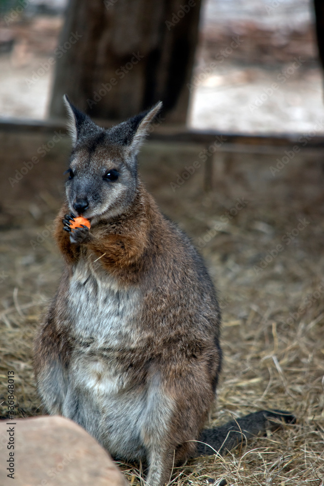Fototapeta premium the tammar wallaby is eating a carrot