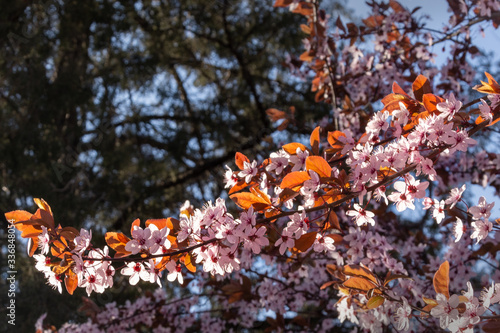 Beautiful blooming trees with small lilac flowers. Shallow depth of field.