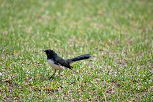 Фотография this is a side view of a willy wagtail