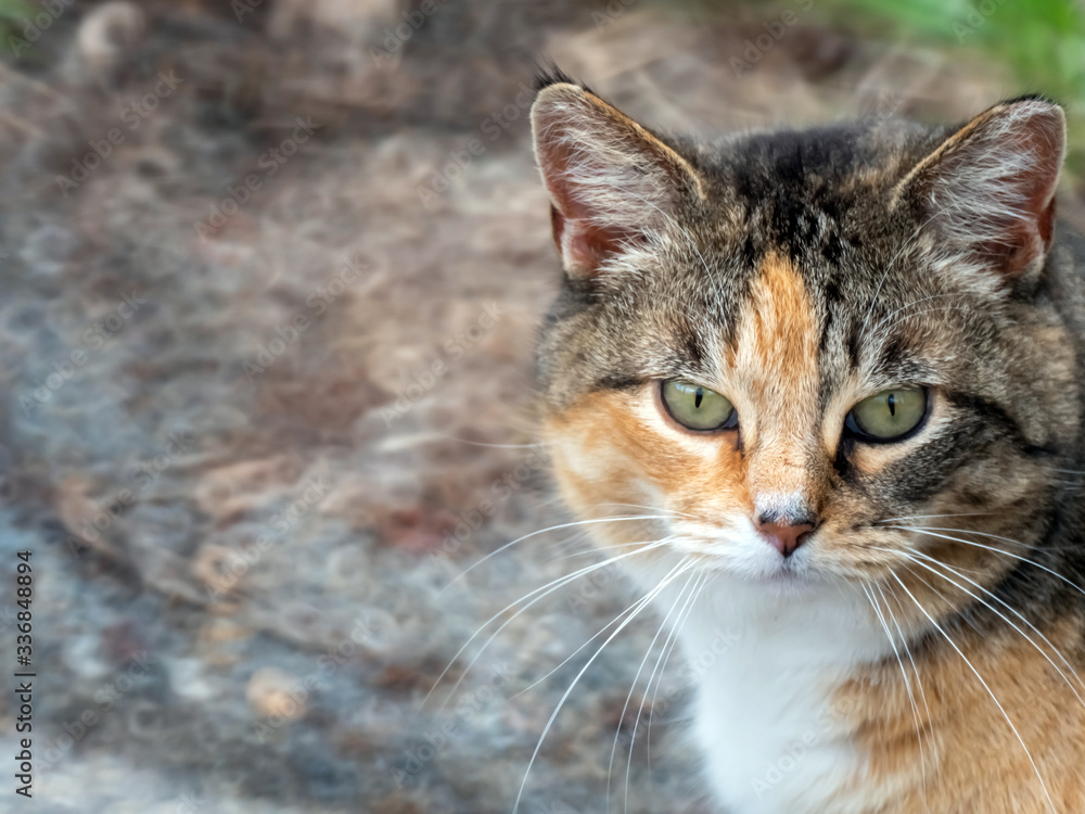 Calico Cat Gaze Calico Cat Gaze