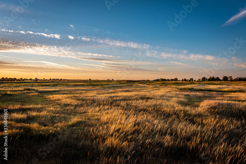 Golden hour landscape of wild grass flowing in the wind in the wetlands of the Cosumnes River Preserve in Galt California with the sun setting on the horizon.