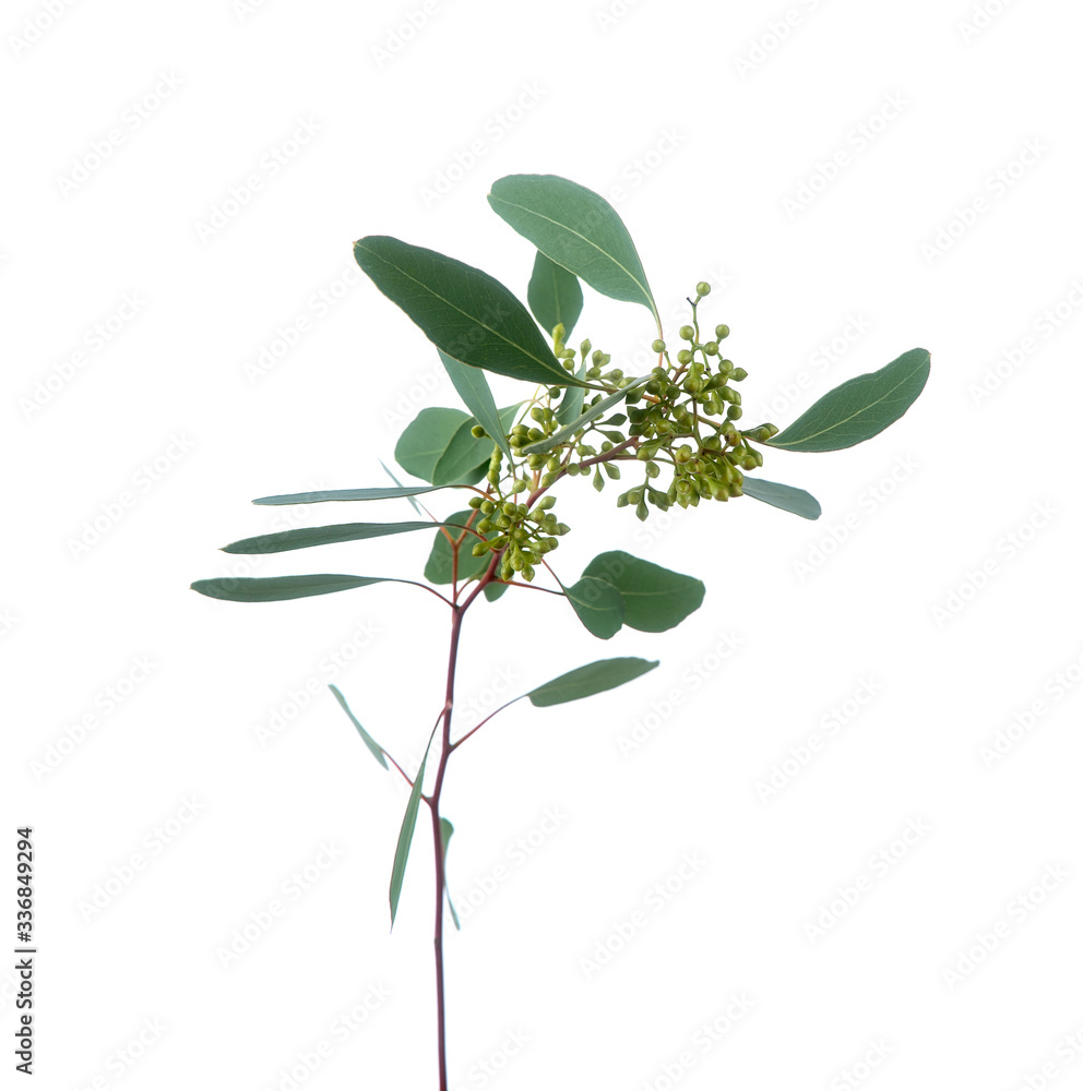 Obraz premium Eucalyptus populus with berries isolated