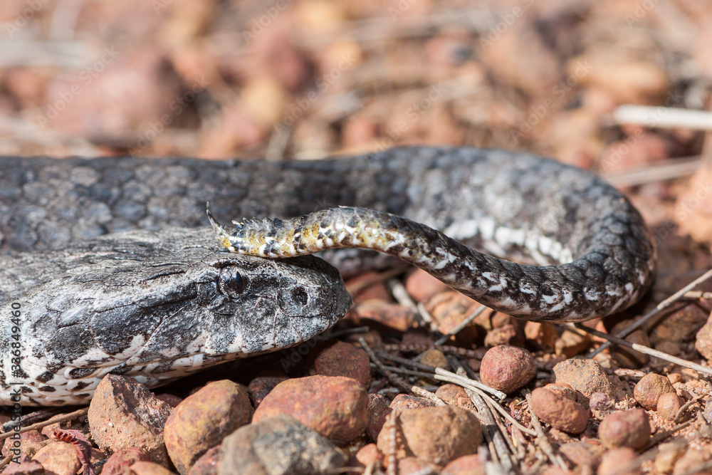 Close of of Australian Death Adder showing tail lure Close of of Australian Death Adder showing tail lure