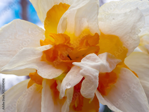 Narcissus Daffodil in Full Bloom