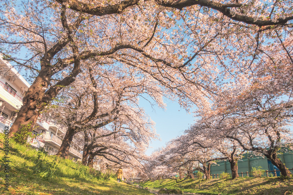 Row of cherry trees in Japan.