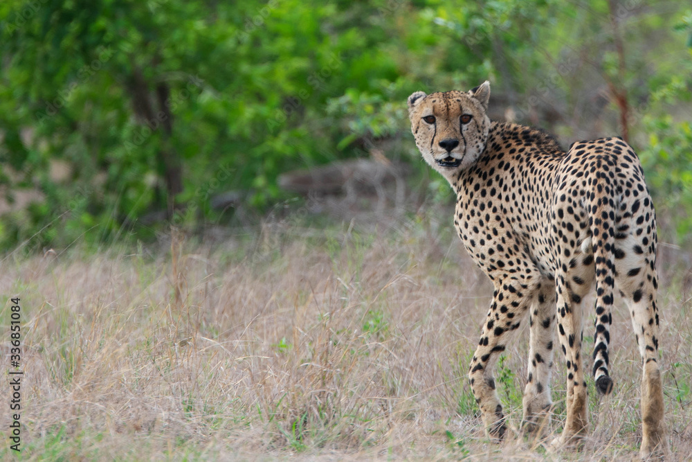 Fototapeta premium Cheetah