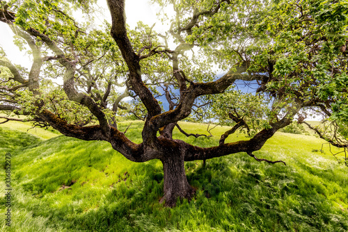 Wide angle view of a tree with light rays shining through during the spring season on a hiking trail on the slope of a hill in Sycamore Valley Preserve Contra Costa County Danville, California.