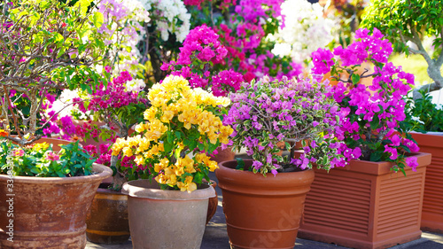 Wallpaper Mural Pink, orange, white, raspberry, yellow rhododendron flower. Flowering bushes in a pot. Bright flowers in a pot. Natural color texture. Floral background. Japanese garden Torontodigital.ca