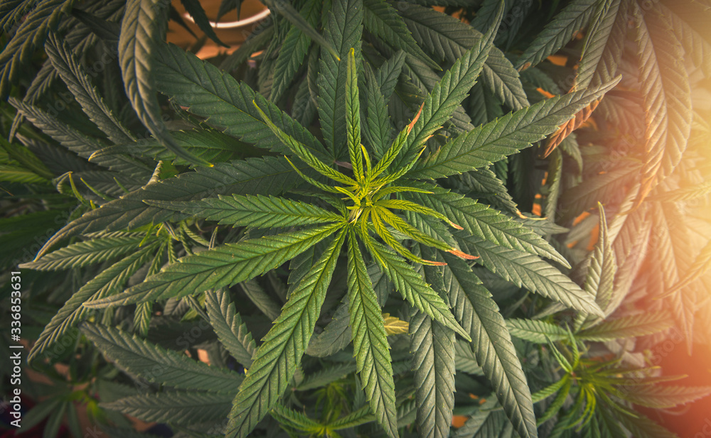 Full frame overhead shot of Medical Cannabis leafs toned dark Full frame overhead shot of Medical Cannabis leafs toned dark
