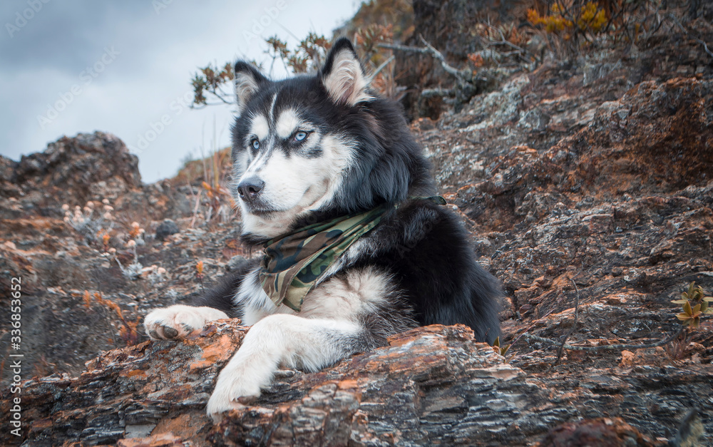 siberian husky dog on the mountain