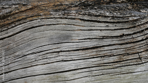 Ancient curved gray wood trunk  vintage wood background