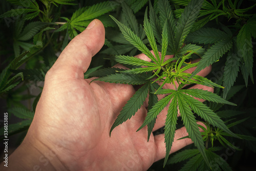 Full frame of hand holding Medical Cannabis plant