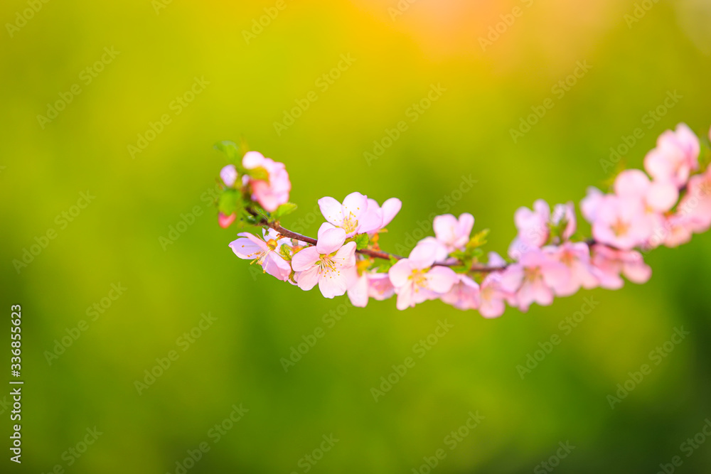 the plum trees bloom, Peach blossoms in bloom the plum trees bloom, Peach blossoms in bloom