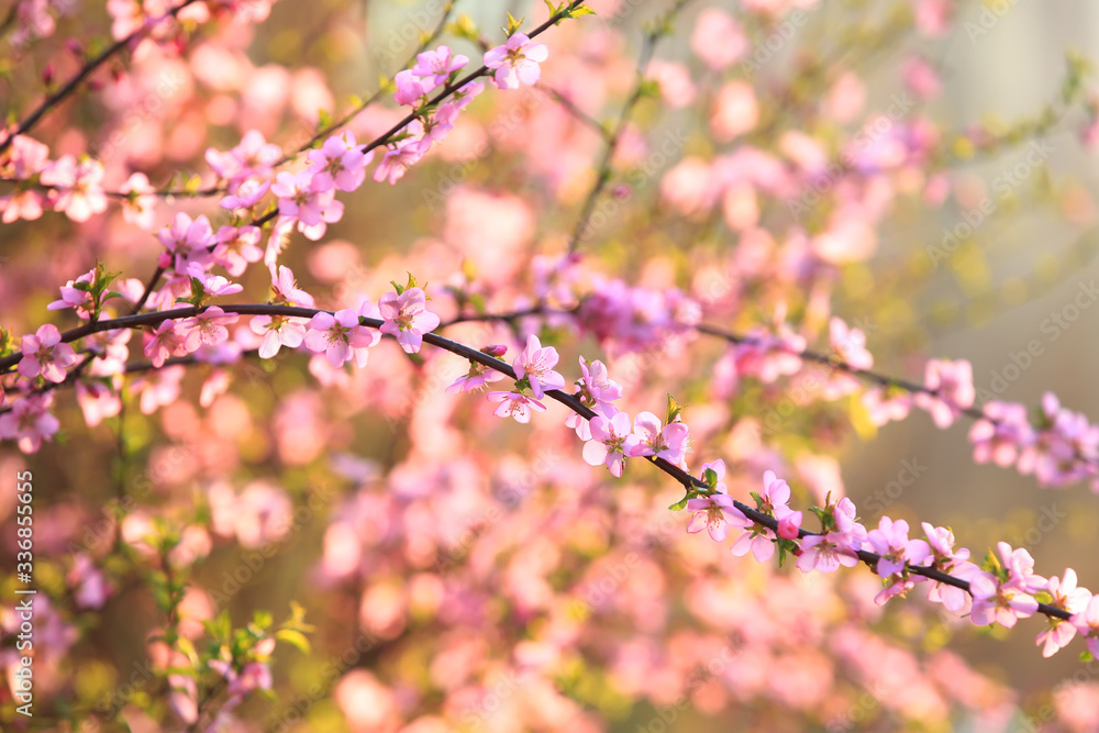 the plum trees bloom, Peach blossoms in bloom