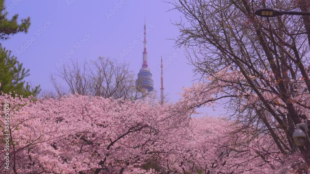 Namsan Tower (Seoul Tower) with Cherry Blossom in Spring Namsan Tower (Seoul Tower) with Cherry Blossom in Spring