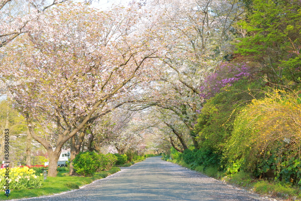 Naklejka premium 桜と春と青春と輝く未来