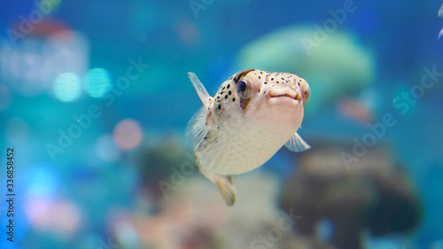 Porcupine fish swim in clear clear blue water over a coral reef. tropical puffer fish in an aquarium against the background of colorful tropical fish