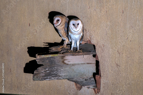 American Barn Owl photographed in Burarama, a district of the Cachoeiro de Itapemirim County, in Espirito Santo. Picture made in 2018. photo