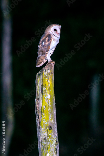 American Barn Owl photographed in Burarama  a district of the Cachoeiro de Itapemirim County  in Espirito Santo. Picture made in 2018